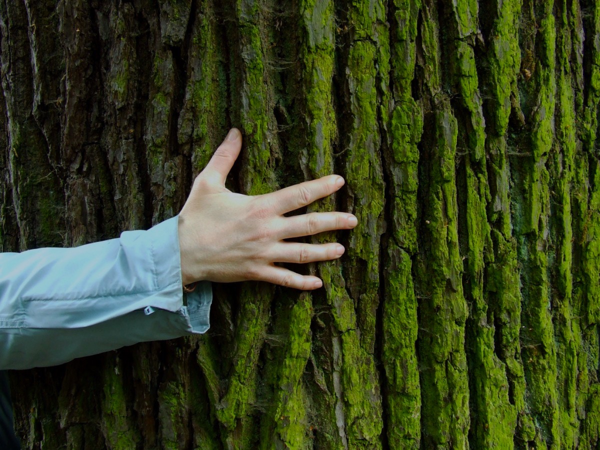 Arboterapia: la importancia de abrazar un árbol | Aconcagua.lat