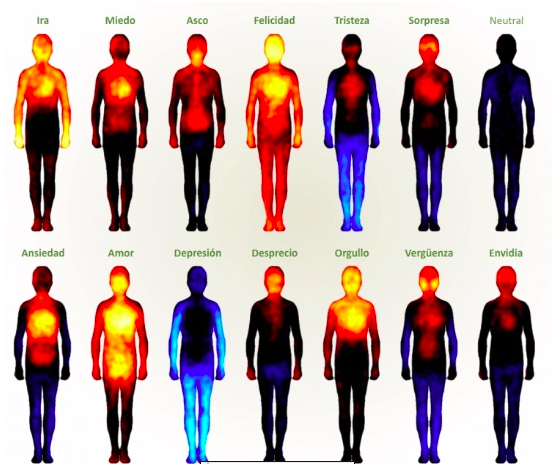 Supone liderazgo Productividad Así es el mapa corporal de las emociones humanas | Aconcagua.lat