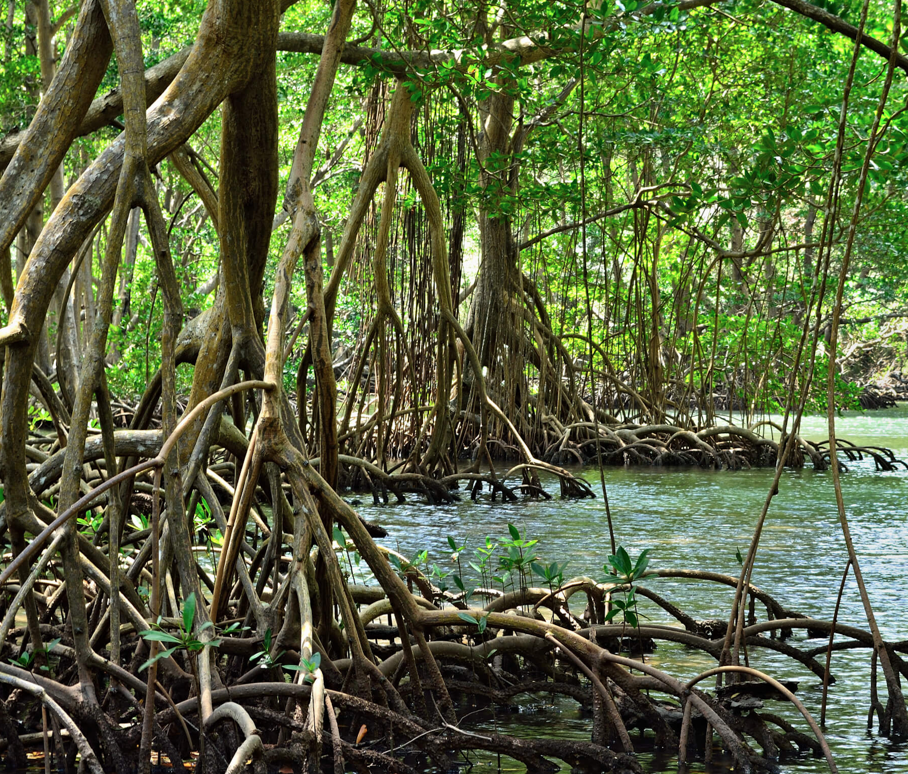 manglares 