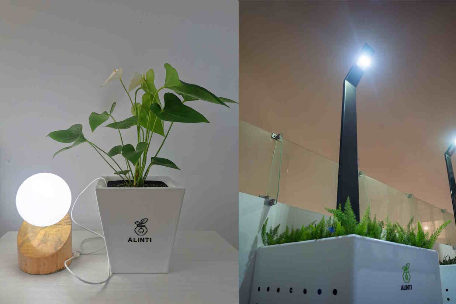 ¿Energía de las plantas? La extraordinaria invención de este ingeniero peruano para obtener electricidad de la fotosíntesis