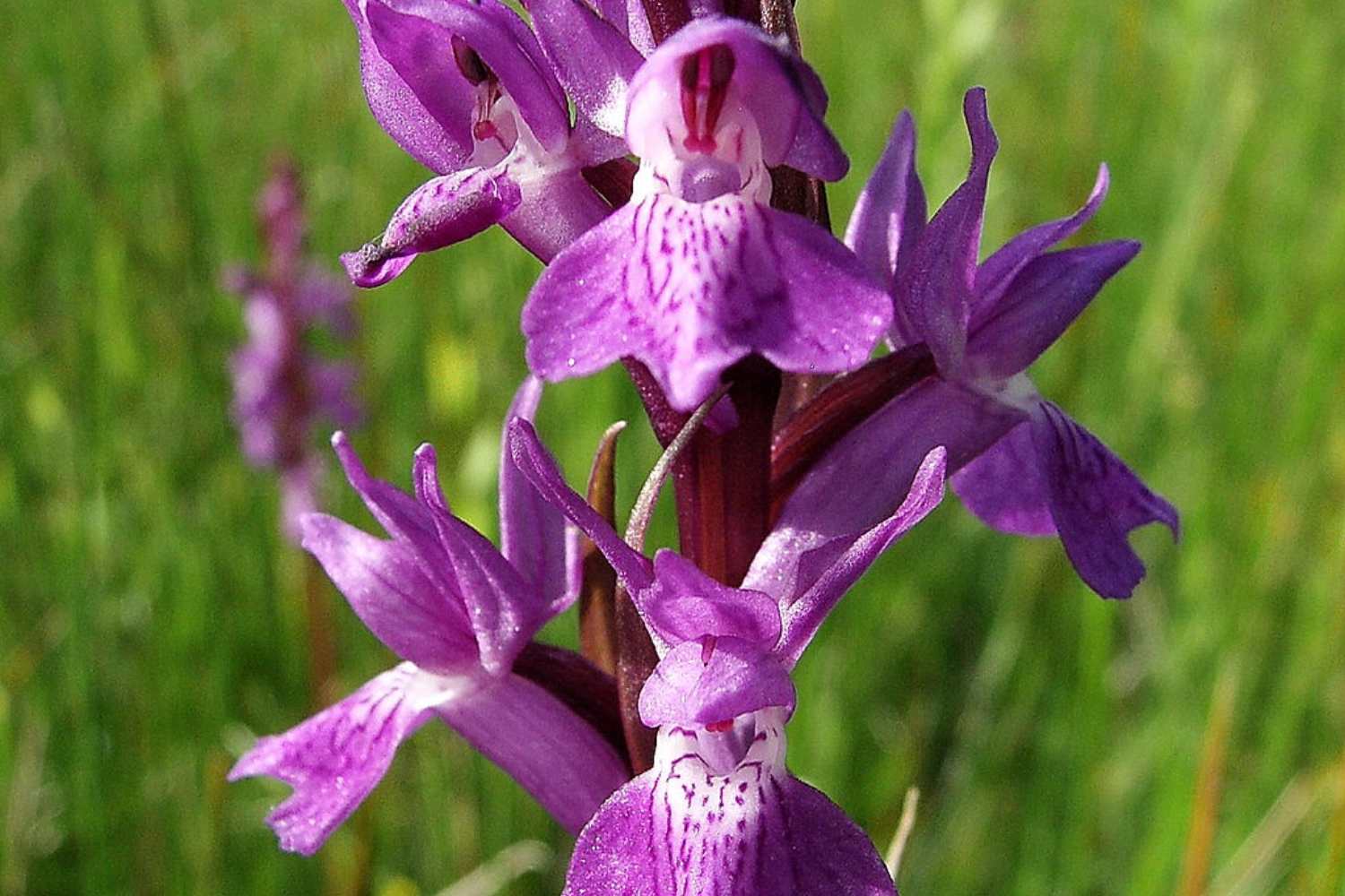 Orchidea estinta