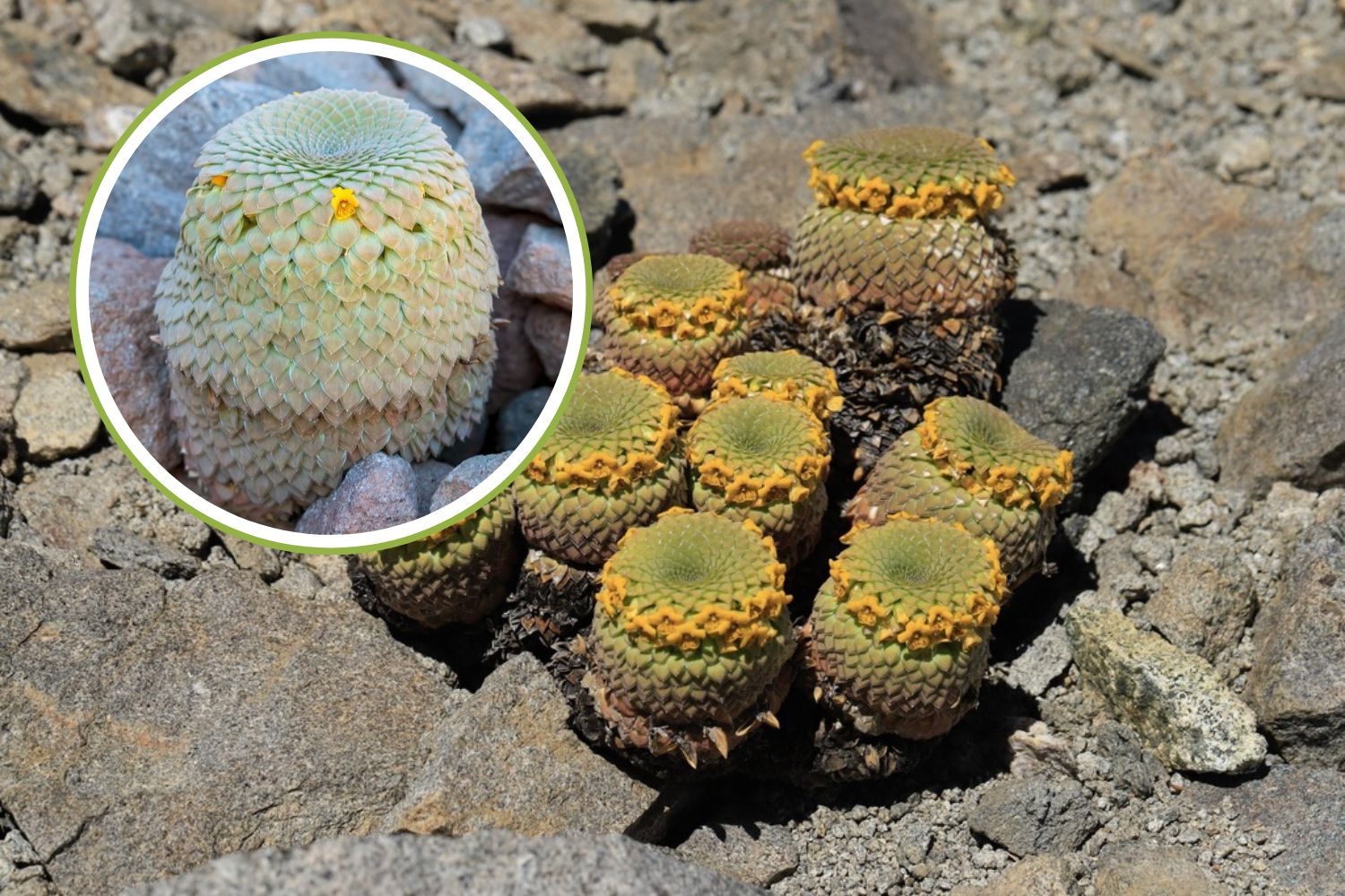 Una nueva planta descubierta en los Andes Centrales de Chile: el "papá púrpura" (pero ya está en peligro crítico)