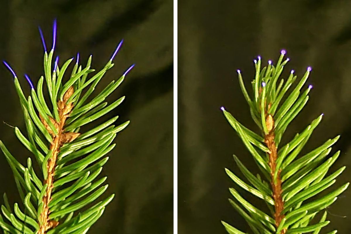 ¡Paradójico! Las descargas eléctricas en las hojas de los árboles durante las tormentas eléctricas contaminan el aire alrededor de los bosques