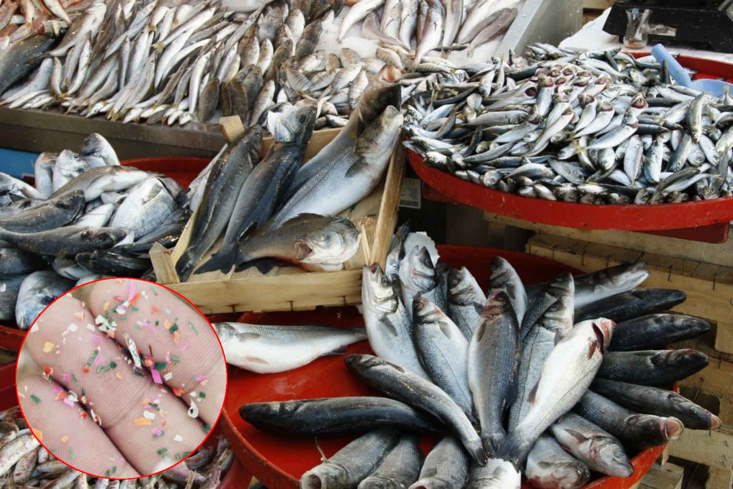 Microplastiche pesce