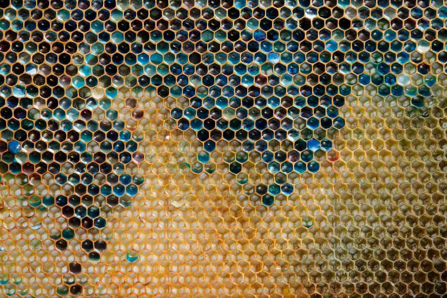 Estas abejas han comenzado a producir miel de todos los colores: la ...