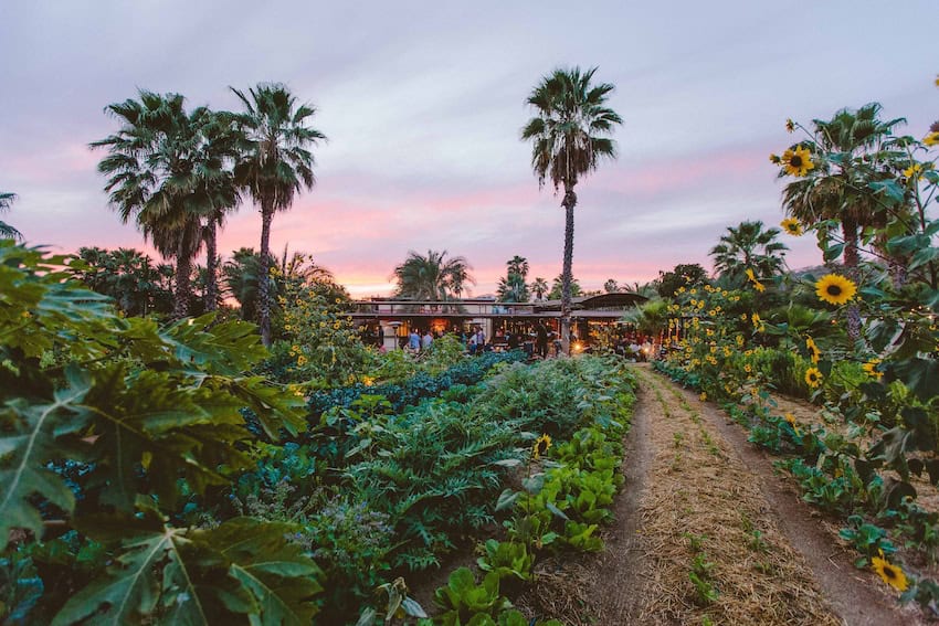 One day in San José del Cabo needs something from this list