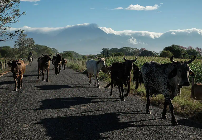 Cattle walk down a rural road in Chiapas