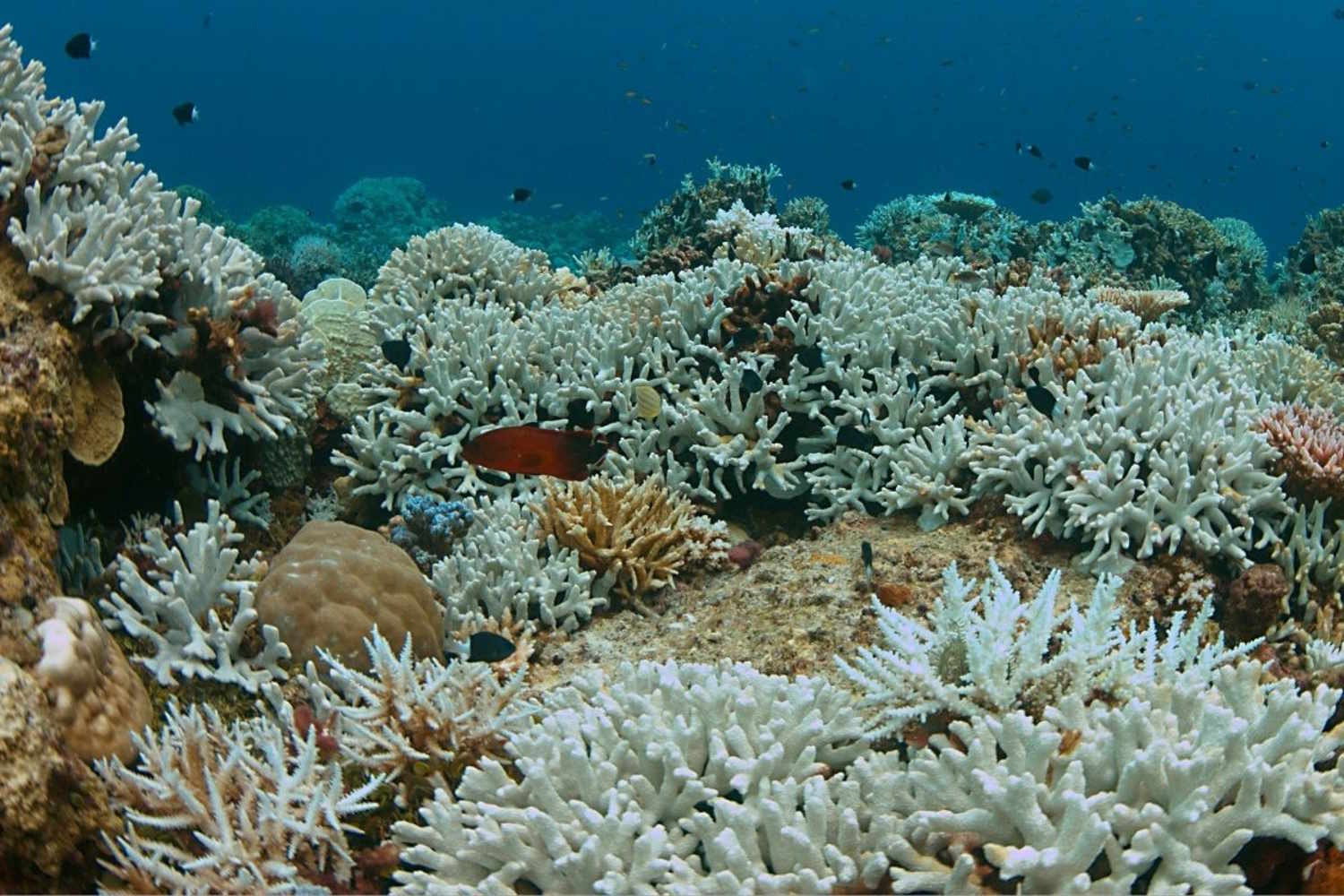 sbiancamento barriera-corallina