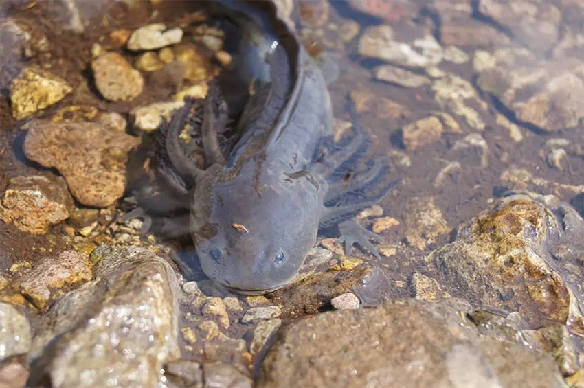 Un axolotl en peligro de color oscuro de la especie A. altamirani nada sobre guijarros en un arroyo.