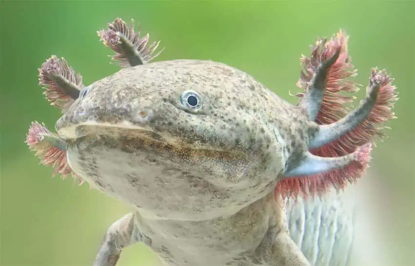 Cerca de un axolotl o ajolote