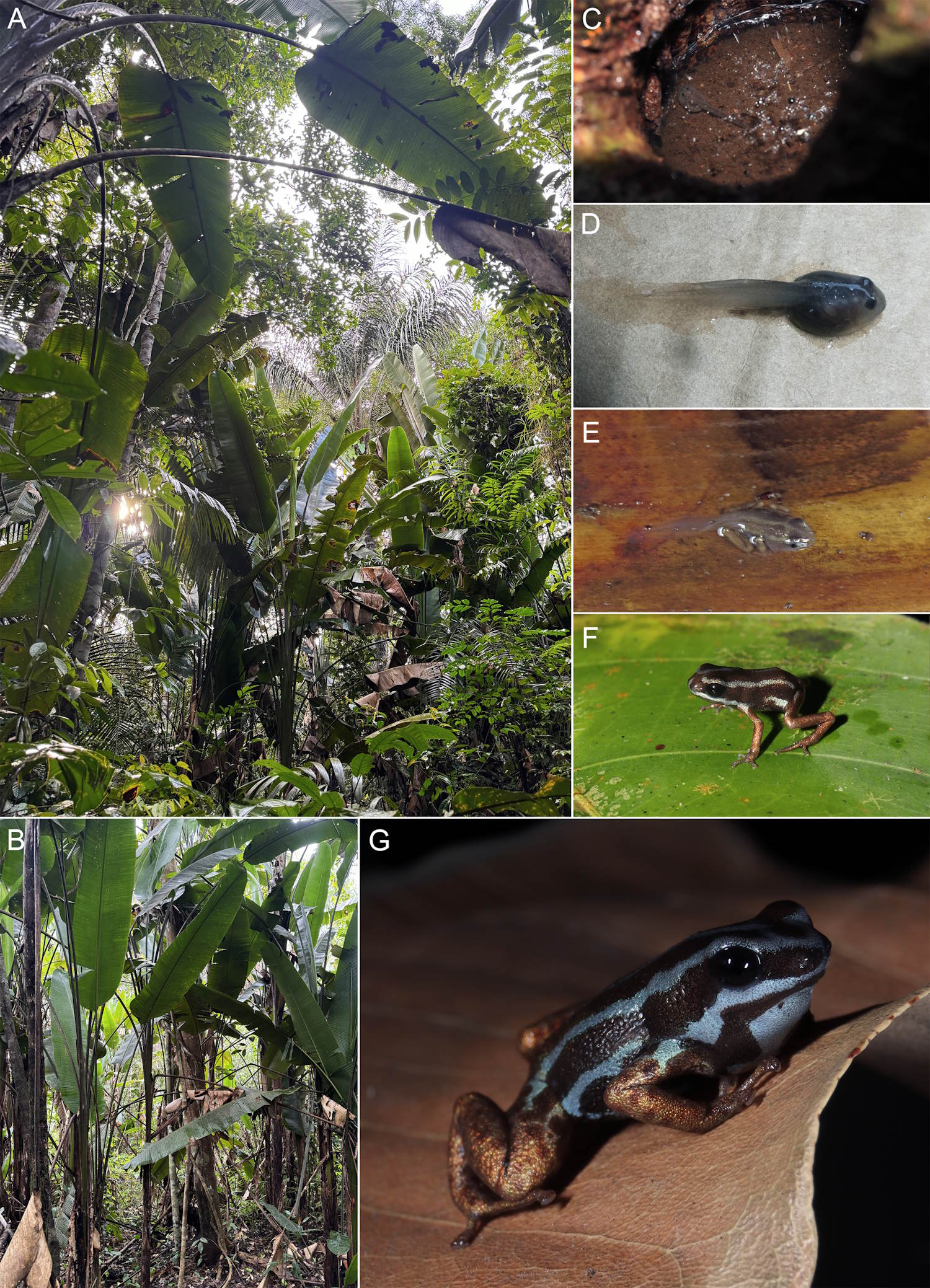 Nueva Frog Tiny Arrow Amazzonia