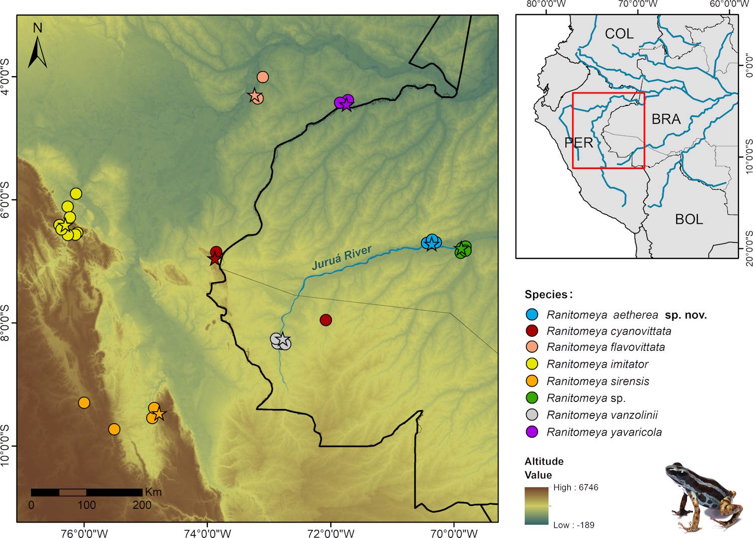 Nueva Frog Tiny Arrow Amazzonia