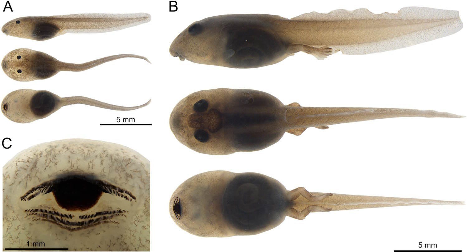 Nueva Frog Tiny Arrow Amazzonia