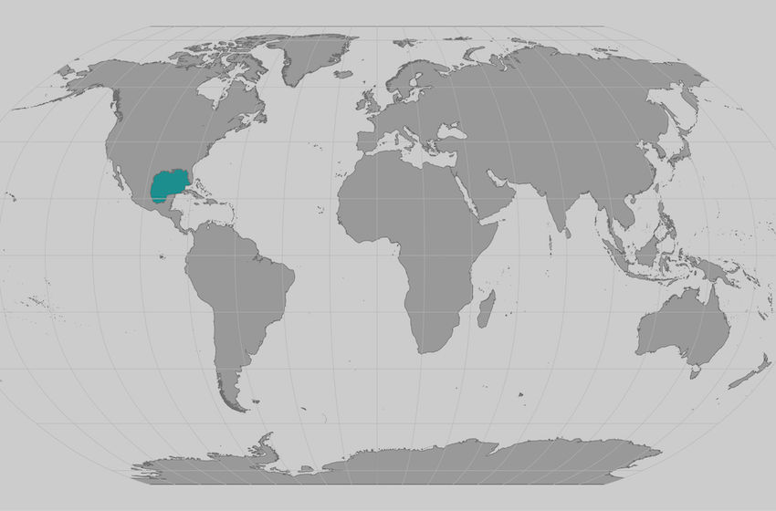 El hábitat de la ballena del arroz se limita al Golfo de México