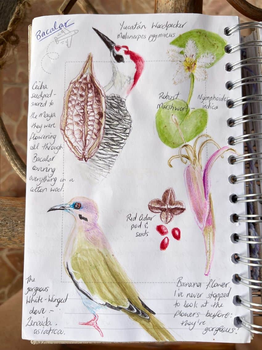 Página de diario con bocetos de pájaros