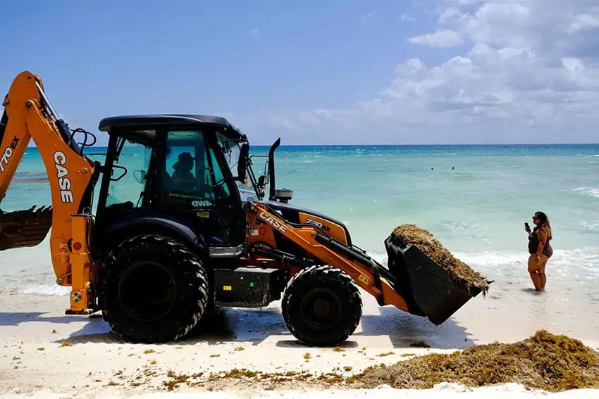 El cargador de bucket lleva una carga de Sargassum a una mujer con un traje de baño de pie en agua hasta el tobillo en una playa de Playa del Carmen con su teléfono en la mano.