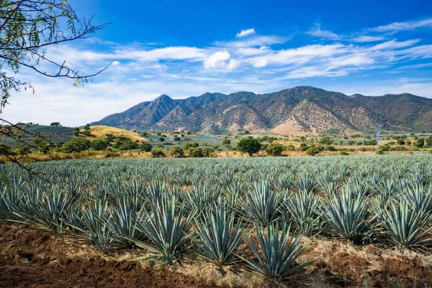An agave field in Jalisco, Mexico, bordered by a scub-lined mountain range in the background and a beautiful blue sky with part clouds