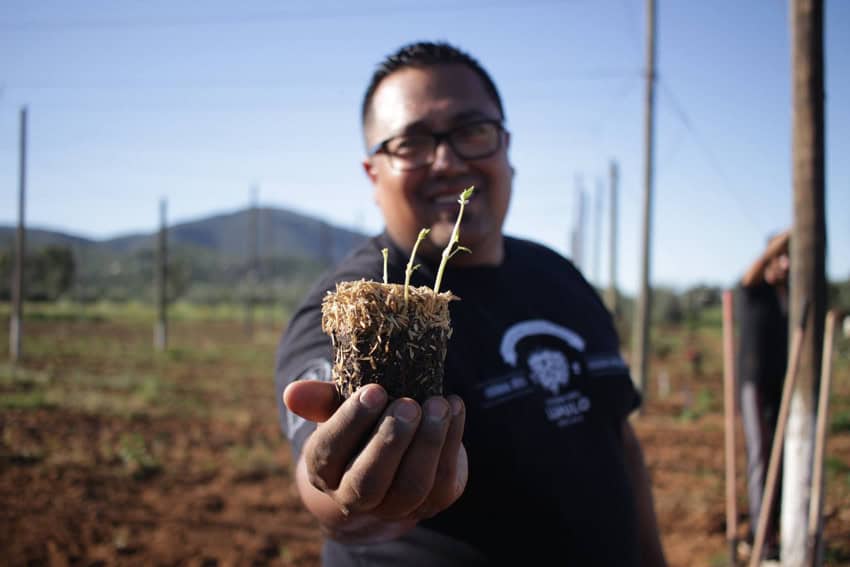 Un hombre mexicano con una camiseta que sostiene hacia la cámara una planta de planta de lúpulo. Detrás de él hay una granja en un paisaje semiárido y montañoso en el norte de México.