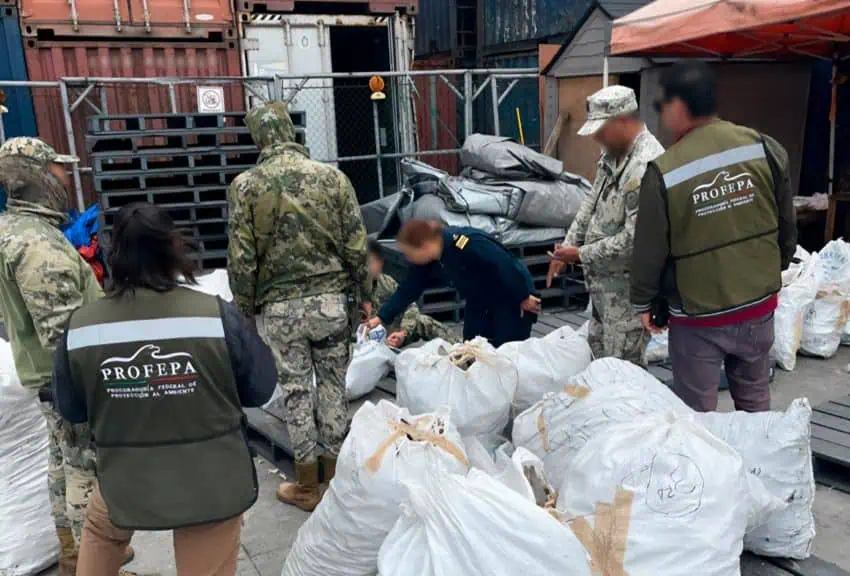 Las autoridades de la Marina y Profepa inspeccionan bolsas de aletas de tiburones secos en Ensenada, Baja California