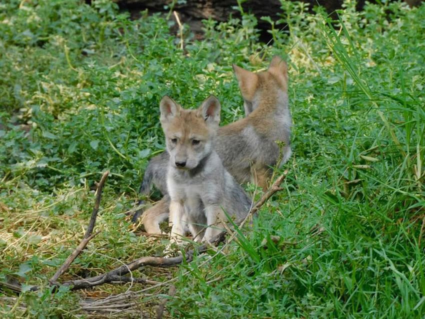 Dos cachorros de lobo se sientan en una zona cubierta de hierba