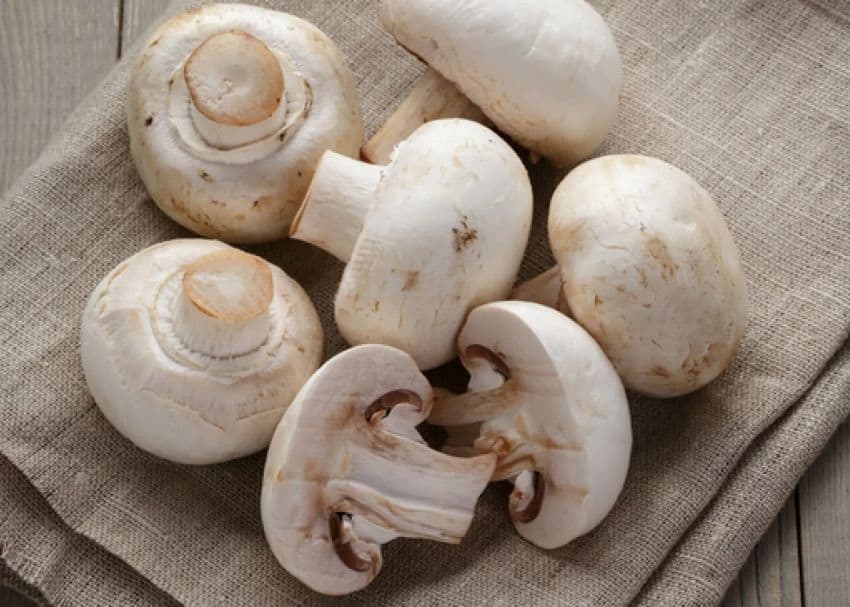 Una vista de primer plano de los champiñones de botón blanco enteros y de la mitad de la mitad (Agaricus bisporus) con sus cremosas tapas blancas y branquias marrones claras visibles, dispuestos en una superficie de tela de color marrón claro y texturizado.