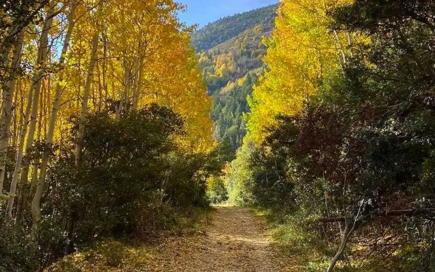 Un camino de tierra sinuoso, cubierto de hojas caídas, conduce a través de un bosque vibrante con colores de otoño. Los árboles altos con la línea de follaje de color amarillo y dorado brillantes en ambos lados del camino, mientras que los árboles de hoja perenne son visibles más atrás y en la ladera distante debajo de un cielo claro.