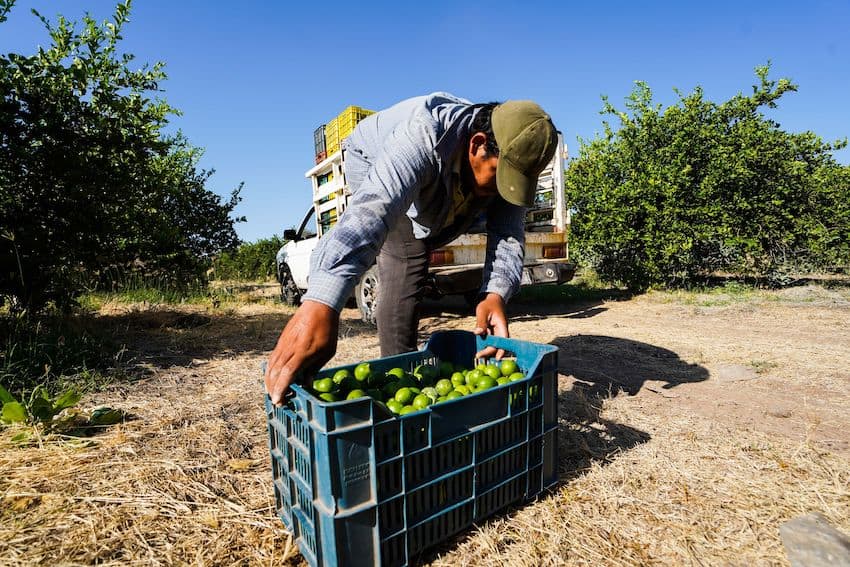 Un trabajador de cosecha levanta una caja de limas en un huerto de Michoacán