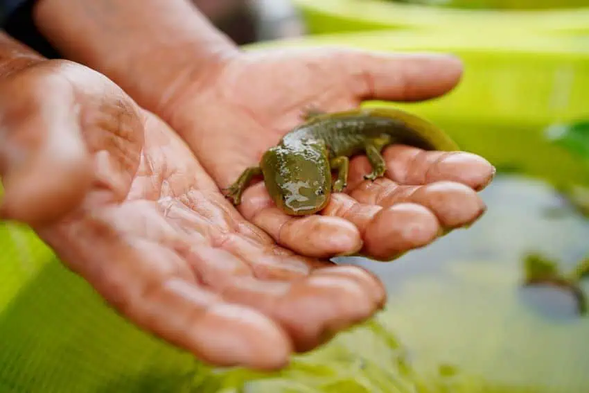 The achoque is a critically endangered salamander that’s the cousin of the famous axolotl.