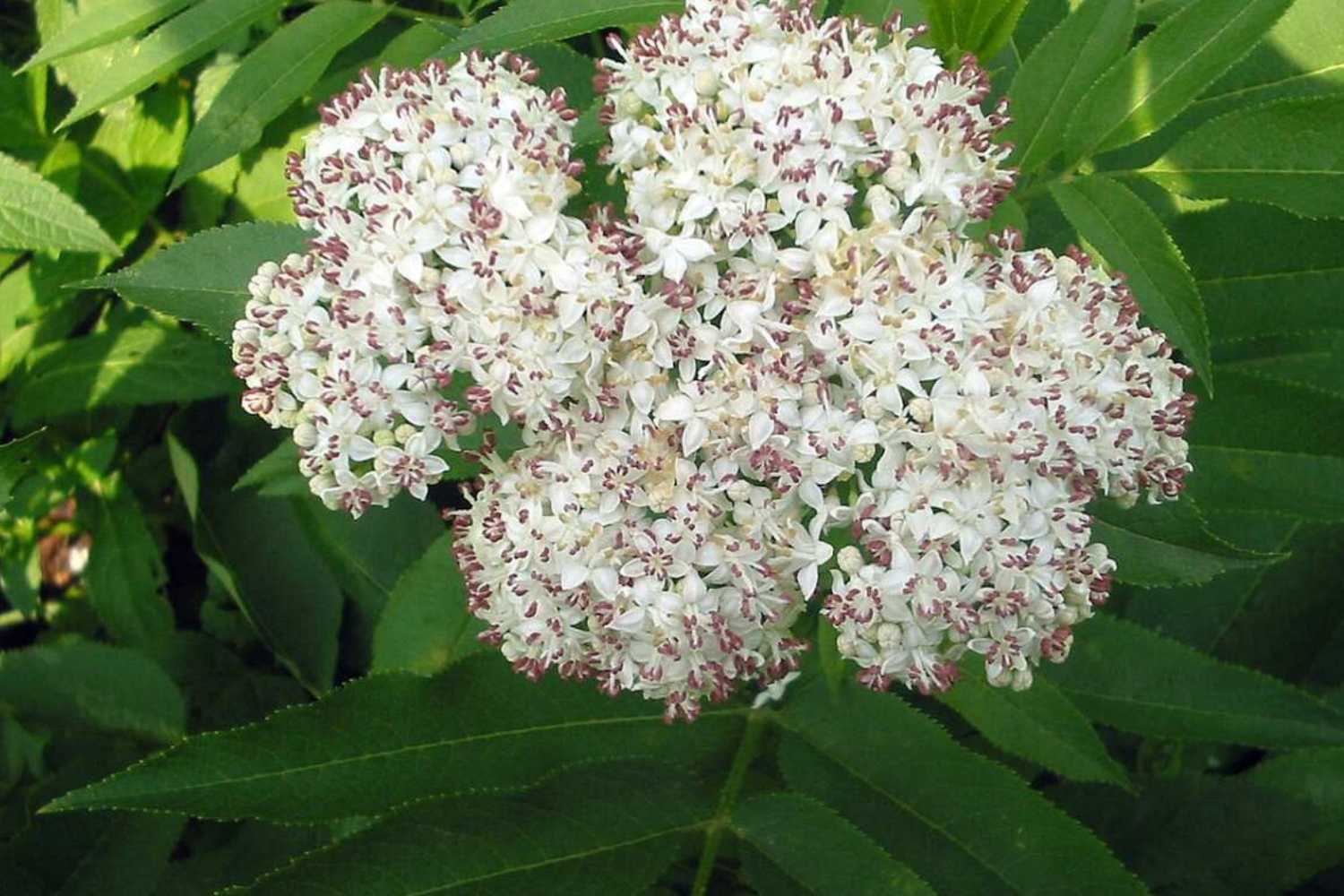 Sambucus ebulus