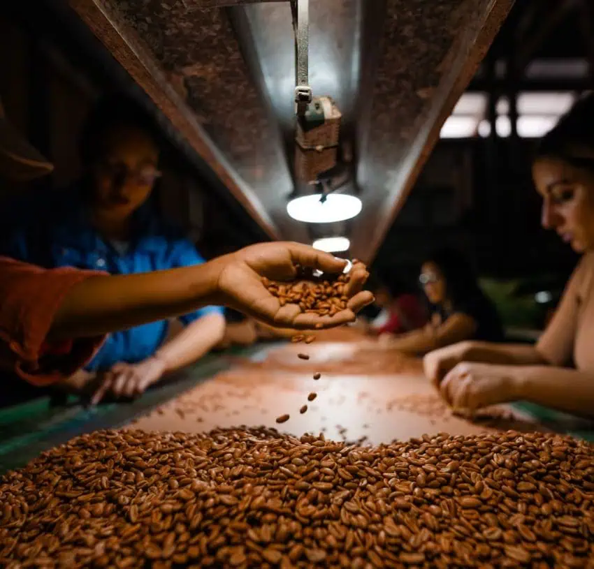 Un primer plano de una mano que cae a la mano los granos de café tostados en una gran pila en una cinta transportadora, con otros trabajadores en el fondo, dentro de una instalación de procesamiento de café en Boquete, Panamá.