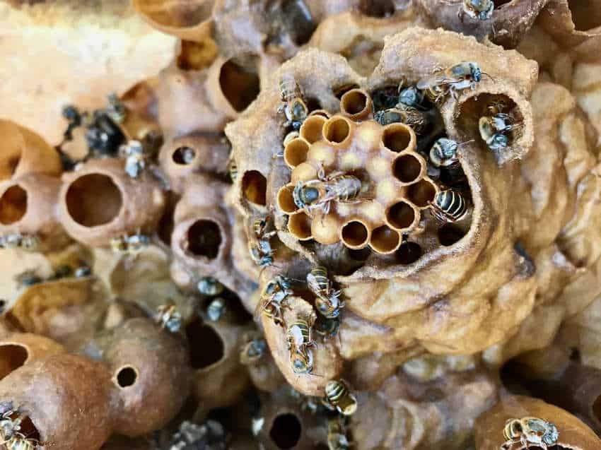 Un primer plano y un tiro de ángulo alto de las abejas Melipona en su nido de tonos de tierra cera. Se ven varias abejas, algunas reunidas alrededor de las células hexagonales distintas y más pequeñas del peine, mientras que otras están dispersas por la superficie texturizada y orgánica de la colmena, que presenta varias aberturas y estructuras similares a la cámara.