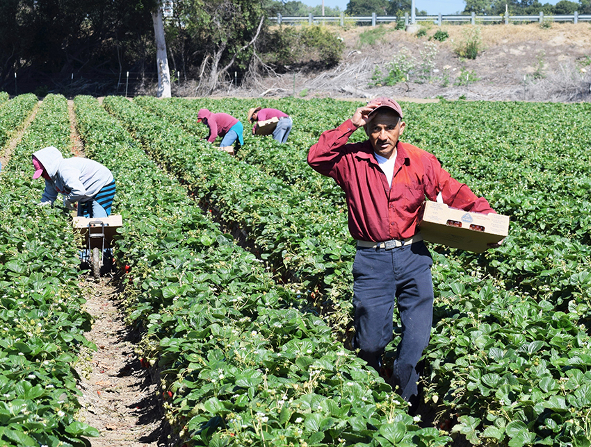 Salinas, California, USA - June 19, 2015: Immigrant (migrant) seasonal farm (field) workers pick and package strawberries directly into boxes in the Salinas Valley of central California