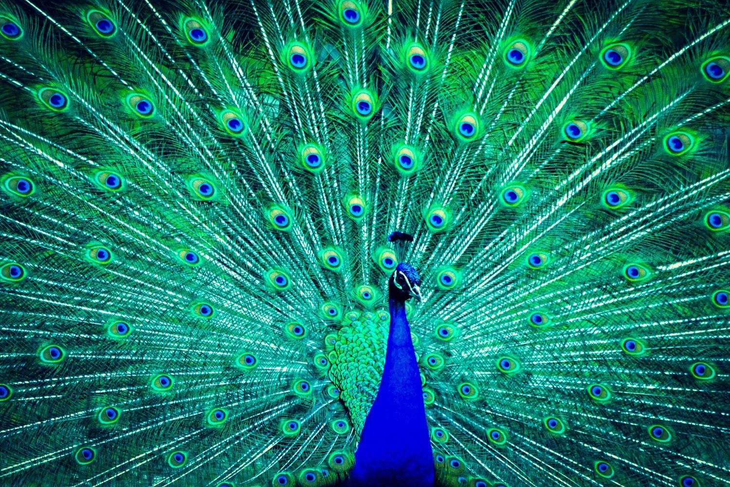 Las plumas de pavón pueden convertirse en láser orgánico: el descubrimiento que también sorprende a los científicos