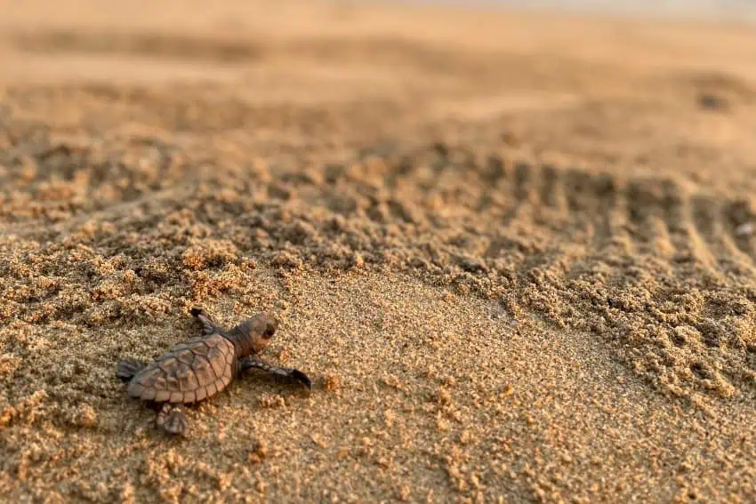 Tortuga marina en Oaxaca