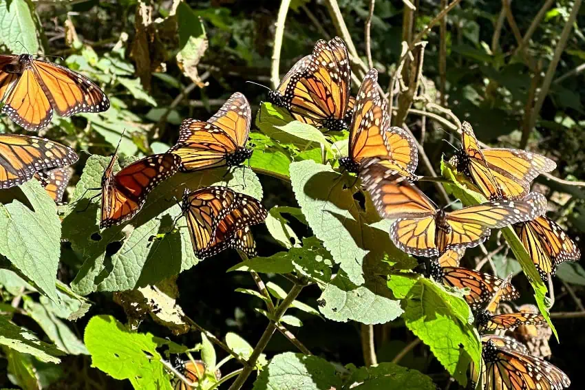 Mariposas monarca