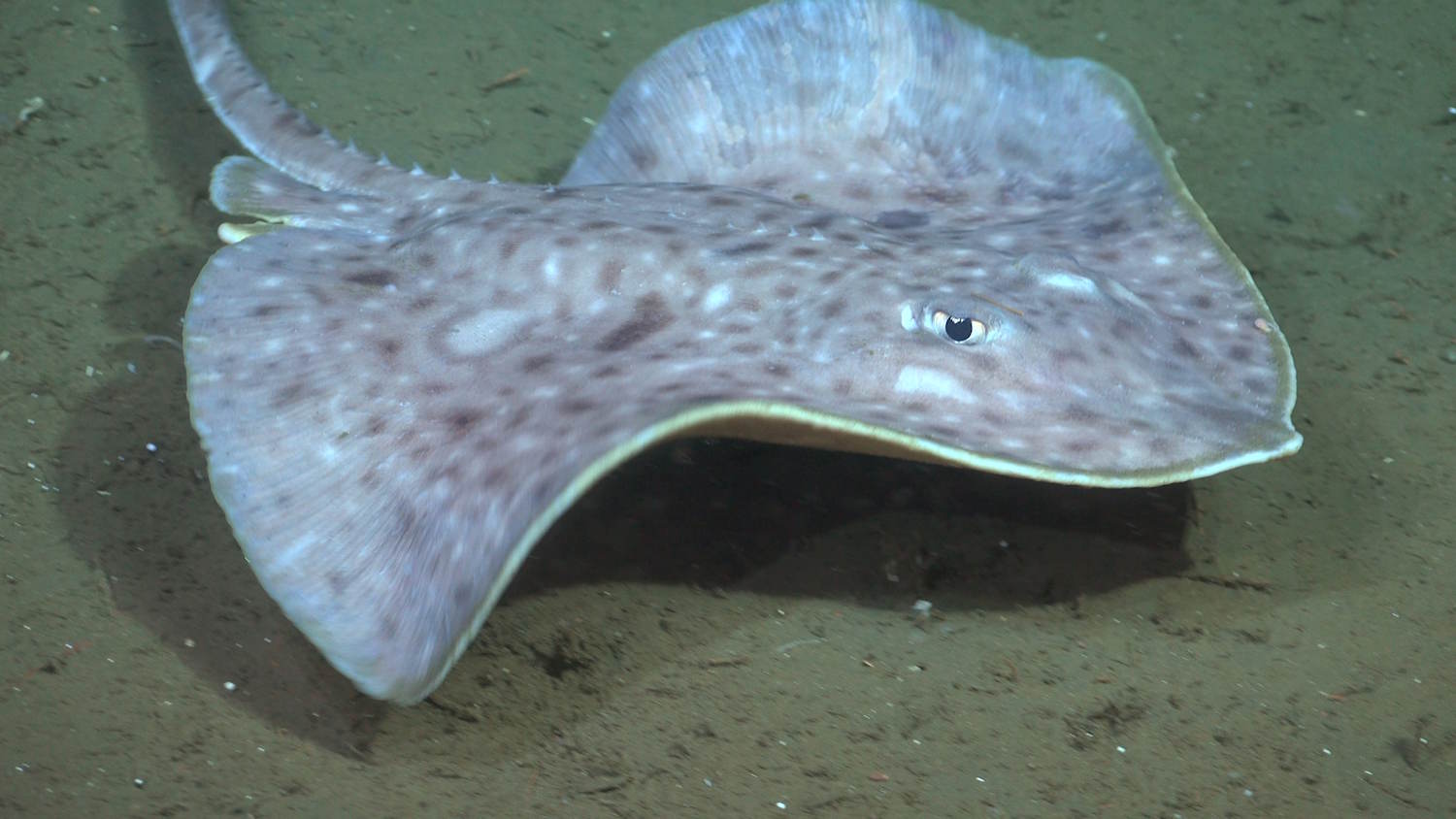 Nuevas especies de Argentina Canyon