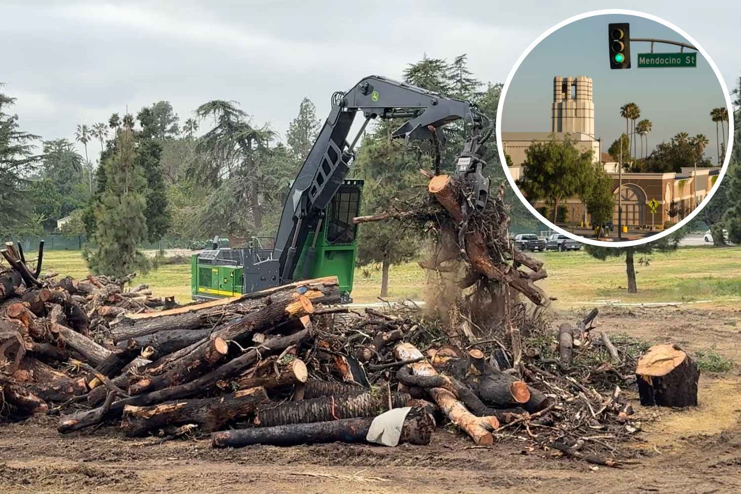 alberi_recuperati_incendio_Los_Angeles