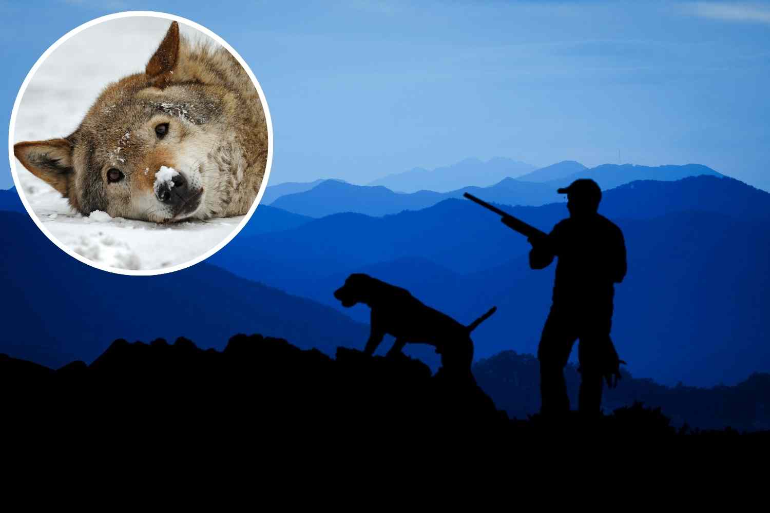 caccia_lupo