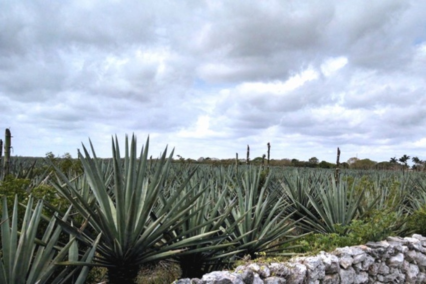 Henequén en México