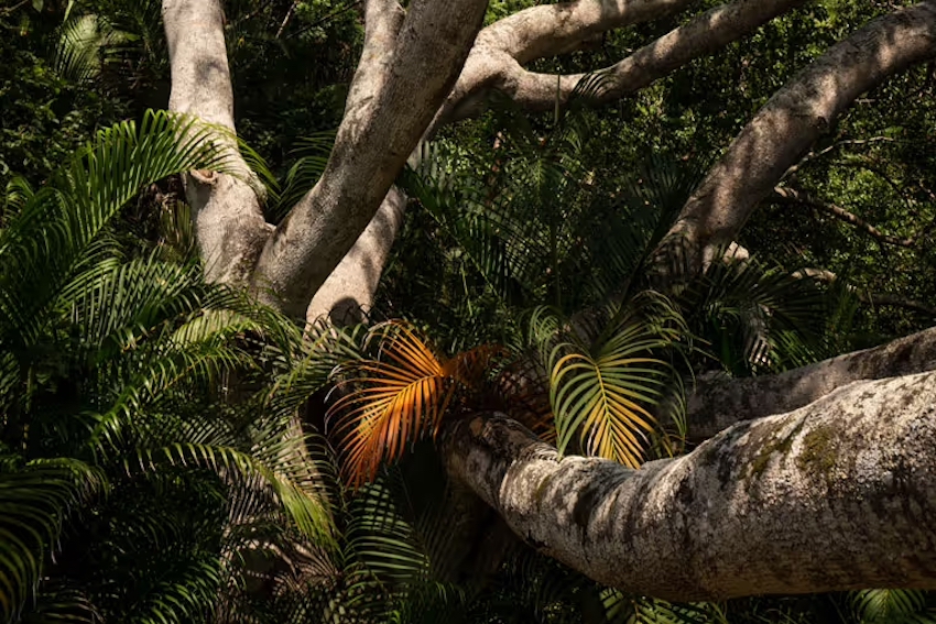 Vida de plantas de árboles y jungla