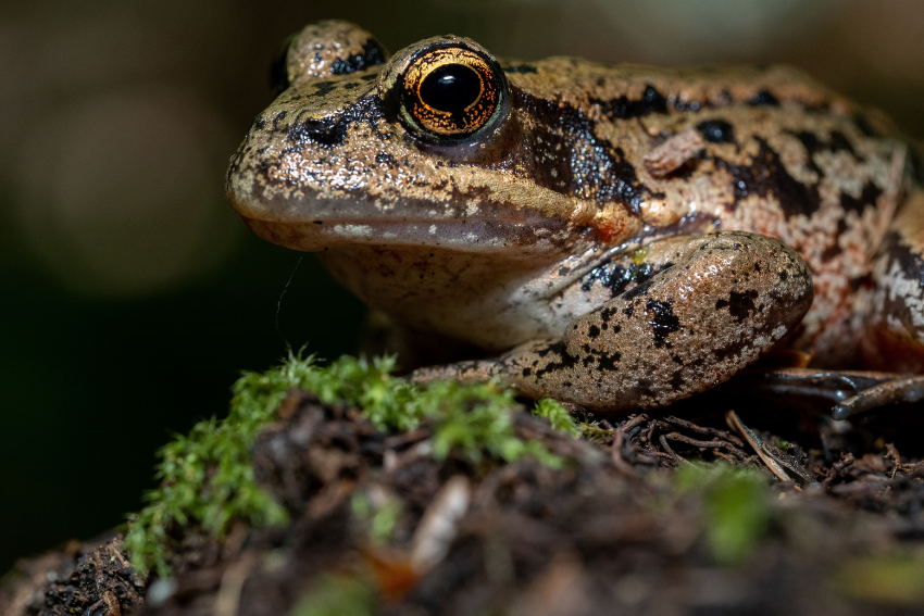 A California red-legged frog