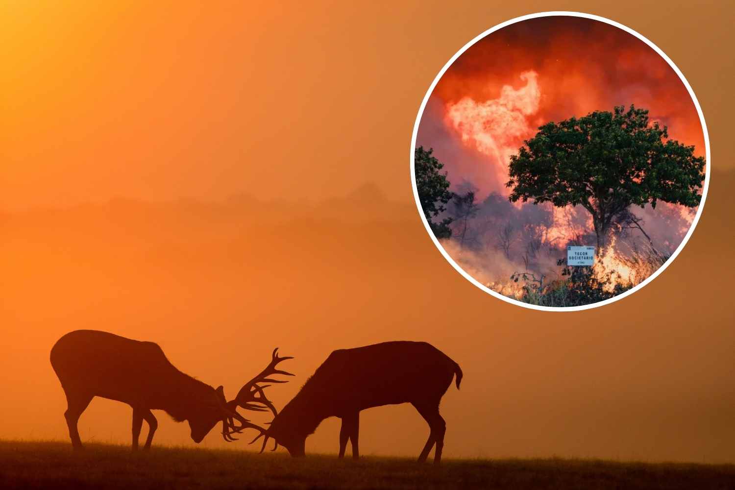 incendi_Spagna_caccia