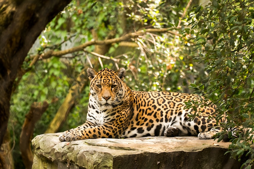 a jaguar relaxing