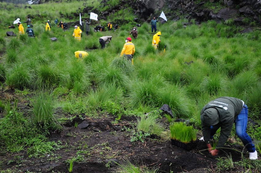 people planting trees