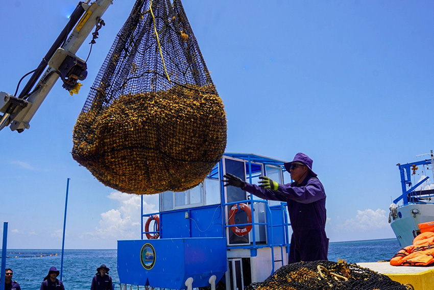 A Mexican Navy sailor on a ship guides a crane bearing a load of sargassum seaweed