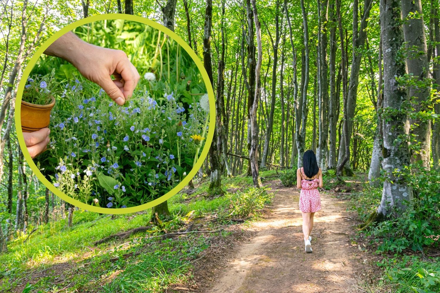 Las 10 plantas venenosas que puedes conocer durante una caminata