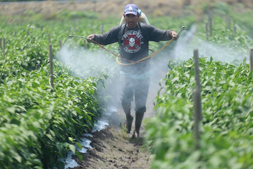 man spraying crops