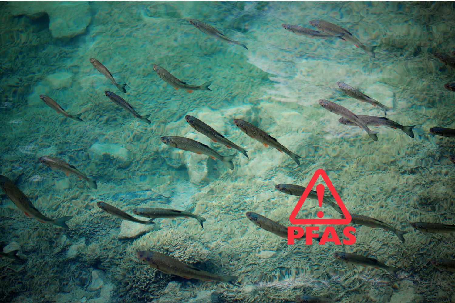 pfas pesci