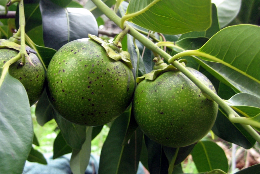 Fruta de Zapote negro en un árbol
