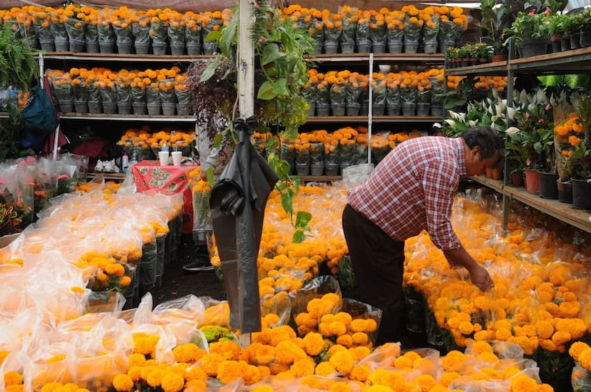 Un vendedor en el mercado de plantas de Xochimilco ya está comenzando a ofrecer la flor de Cempasuchil para el Día de los Muertos.